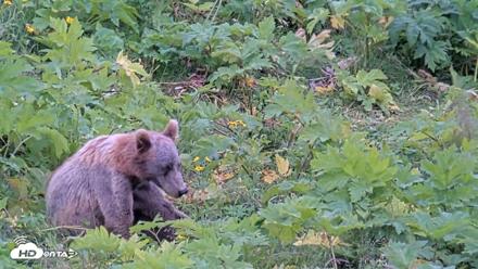 Kodiak Alaska Brown Bears Live Webcam - Aug 3, 2026, 2:48pm AKDT