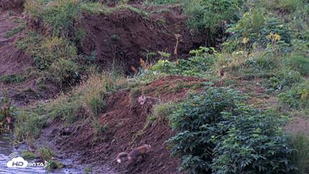 Kodiak Alaska Brown Bears Live Webcam - Aug 12, 2026, 6:37am AKDT