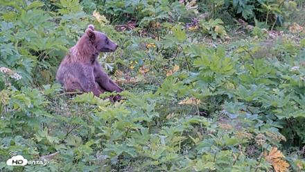 Kodiak Alaska Brown Bears Live Webcam - Aug 3, 2026, 2:47pm AKDT