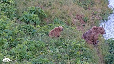Kodiak Alaska Brown Bears Live Webcam - Jul 30, 2026, 10:09pm AKDT
