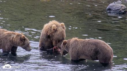 Kodiak Alaska Brown Bears Live Webcam - Aug 18, 2026, 2:46pm AKDT