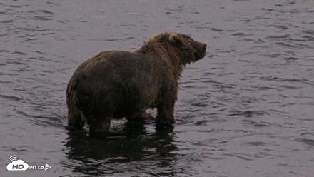 Kodiak Alaska Brown Bears Live Webcam - Aug 11, 2026, 6:30am AKDT