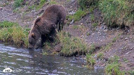 Kodiak Alaska Brown Bears Live Webcam - Aug 20, 2026, 7:03pm AKDT
