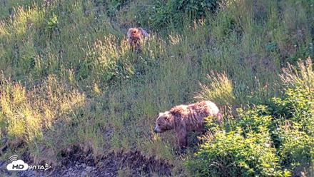 Kodiak Alaska Brown Bears Live Webcam - Jul 30, 2026, 5:55pm AKDT
