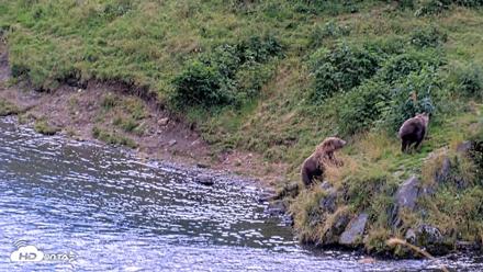 Kodiak Alaska Brown Bears Live Webcam - Aug 23, 2026, 2:27pm AKDT