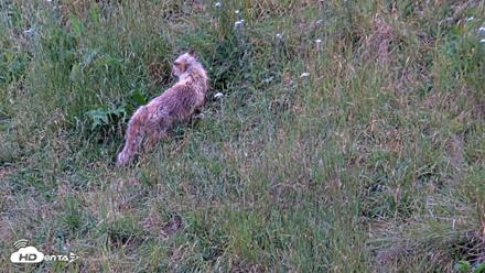 Kodiak Alaska Brown Bears Live Webcam - Aug 6, 2026, 7:50am AKDT