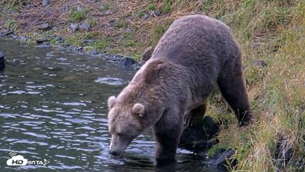 Kodiak Alaska Brown Bears Live Webcam - Aug 14, 2026, 7:42am AKDT