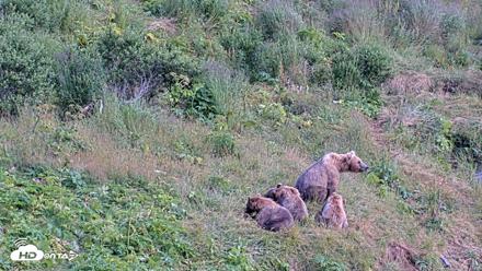 Kodiak Alaska Brown Bears Live Webcam - Aug 8, 2026, 4:47pm AKDT