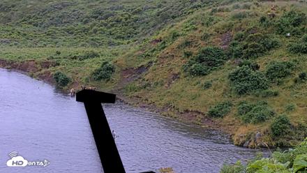 Kodiak Alaska Brown Bears Live Webcam - Aug 7, 2026, 7:41am AKDT
