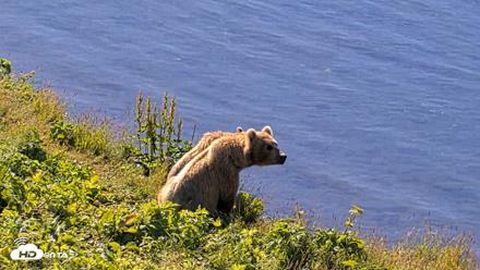 Kodiak Alaska Brown Bears Live Webcam - Jul 30, 2026, 10:43am AKDT