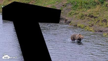 Kodiak Alaska Brown Bears Live Webcam - Aug 6, 2026, 10:45am AKDT