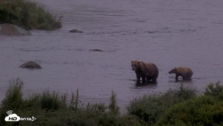 Kodiak Alaska Brown Bears Live Webcam - Aug 4, 2026, 7:41am AKDT