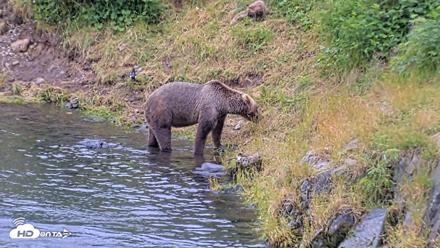 Kodiak Alaska Brown Bears Live Webcam - Aug 4, 2026, 5:25pm AKDT