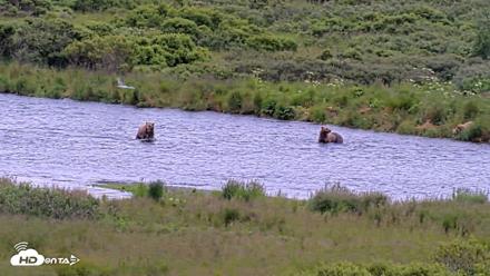 Kodiak Alaska Brown Bears Live Webcam - Aug 6, 2026, 11:01am AKDT