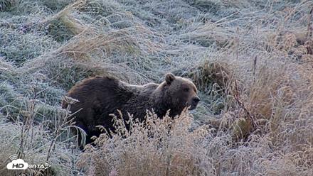 Kodiak Alaska Brown Bears Live Webcam - Oct 2, 2026, 9:07am AKDT