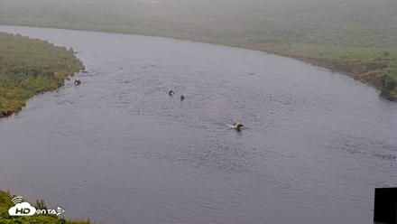 Kodiak Alaska Brown Bears Live Webcam - Aug 9, 2026, 9:13am AKDT