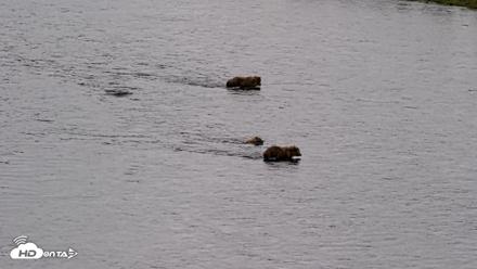 Kodiak Alaska Brown Bears Live Webcam - Jul 23, 2026, 3:20pm AKDT