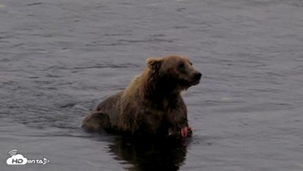 Kodiak Alaska Brown Bears Live Webcam - Aug 17, 2026, 5:46pm AKDT