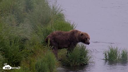Kodiak Alaska Brown Bears Live Webcam - Jul 21, 2026, 12:58pm AKDT