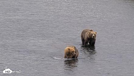 Kodiak Alaska Brown Bears Live Webcam - Aug 10, 2026, 11:20am AKDT