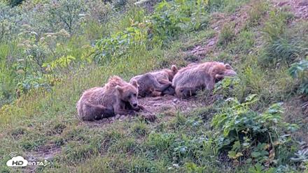 Kodiak Alaska Brown Bears Live Webcam - Aug 1, 2026, 2:05pm AKDT