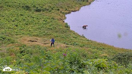 Kodiak Alaska Brown Bears Live Webcam - Aug 2, 2026, 11:14am AKDT