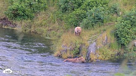 Kodiak Alaska Brown Bears Live Webcam - Jul 28, 2026, 9:43pm AKDT