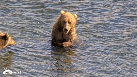 Kodiak Alaska Brown Bears Live Webcam - Aug 23, 2026, 4:55pm AKDT