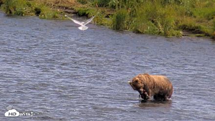 Kodiak Alaska Brown Bears Live Webcam - Aug 2, 2026, 3:46pm AKDT