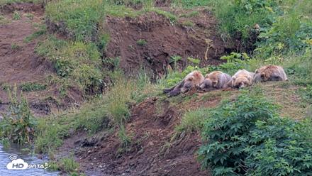Kodiak Alaska Brown Bears Live Webcam - Aug 9, 2026, 5:48pm AKDT