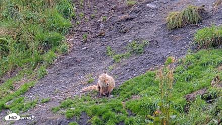 Kodiak Alaska Brown Bears Live Webcam - Aug 19, 2026, 4:10pm AKDT