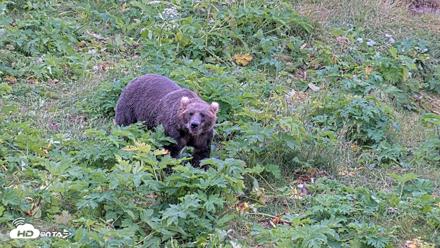 Kodiak Alaska Brown Bears Live Webcam - Aug 6, 2026, 11:24am AKDT