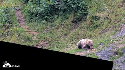 Kodiak Alaska Brown Bears Live Webcam - Aug 4, 2026, 4:03pm AKDT