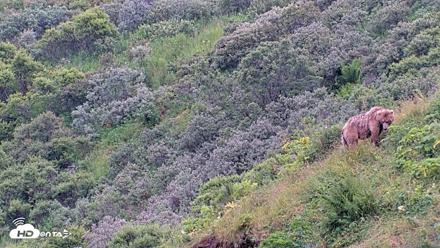 Kodiak Alaska Brown Bears Live Webcam - Aug 10, 2026, 8:04pm AKDT