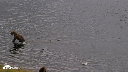 Kodiak Alaska Brown Bears Live Webcam - Aug 20, 2026, 8:22pm AKDT