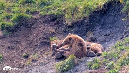 Kodiak Alaska Brown Bears Live Webcam - Aug 9, 2026, 12:45pm AKDT