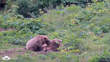 Kodiak Alaska Brown Bears Live Webcam - Aug 6, 2026, 6:05pm AKDT