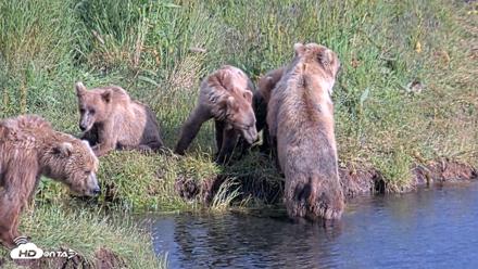 Kodiak Alaska Brown Bears Live Webcam - Jul 28, 2026, 6:58pm AKDT