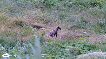 Kodiak Alaska Brown Bears Live Webcam - Jul 23, 2026, 6:40pm AKDT