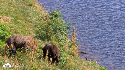 Kodiak Alaska Brown Bears Live Webcam - Aug 23, 2026, 4:45pm AKDT