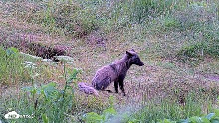 Kodiak Alaska Brown Bears Live Webcam - Jul 23, 2026, 6:40pm AKDT