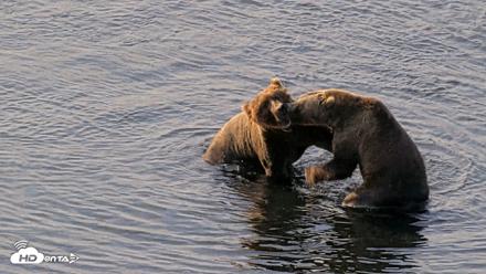 Kodiak Alaska Brown Bears Live Webcam - Aug 8, 2026, 9:25am AKDT