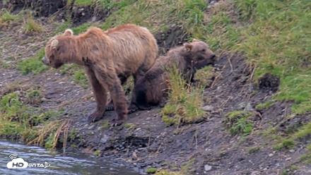Kodiak Alaska Brown Bears Live Webcam - Aug 9, 2026, 8:16pm AKDT