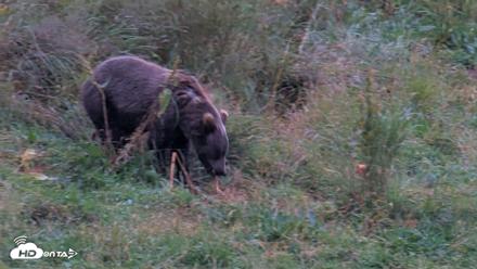 Kodiak Alaska Brown Bears Live Webcam - Aug 17, 2026, 8:48pm AKDT