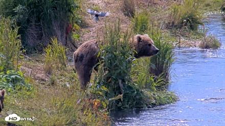 Kodiak Alaska Brown Bears Live Webcam - Aug 1, 2026, 12:03pm AKDT