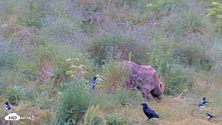 Kodiak Alaska Brown Bears Live Webcam - Aug 2, 2026, 8:55am AKDT
