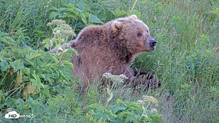 Kodiak Alaska Brown Bears Live Webcam - Jul 26, 2026, 9:40pm AKDT