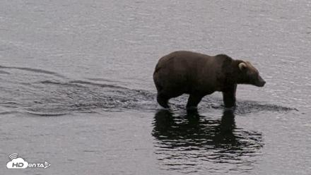 Kodiak Alaska Brown Bears Live Webcam - Aug 20, 2026, 5:45pm AKDT