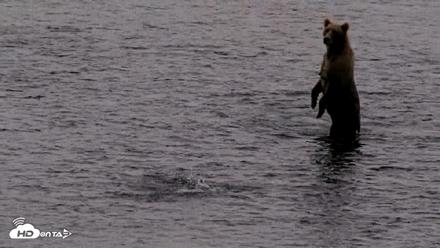 Kodiak Alaska Brown Bears Live Webcam - Aug 18, 2026, 7:28am AKDT