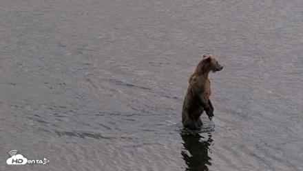 Kodiak Alaska Brown Bears Live Webcam - Aug 20, 2026, 8:29pm AKDT